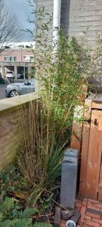 Bamboe (niet woekerend), Tuin en Terras, Ophalen, Bloeit niet, Halfschaduw, Overige soorten