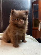 Lieve donkerbruine  pomeriaan/ kees puppy’s, Dieren en Toebehoren, Katten en Kittens | Raskatten | Korthaar, Meerdere dieren, Gechipt