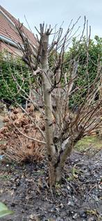 Perenboom te koop, Tuin en Terras, Planten | Bomen, Volle zon, Lente, 100 tot 250 cm, Overige soorten