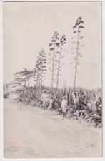 foto bloeiende pita aloë agave Curacao, 1920-1930, Verzenden, Voor 1940, Gebruikt, Foto