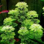 ambulia limnophila sessiliflora, Dieren en Toebehoren, Vissen | Aquaria en Toebehoren, Ophalen, Nieuw, Plant(en), Steen of Hout
