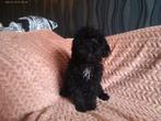mini labradoodle, Rabiës (hondsdolheid), Overige rassen, 8 tot 15 weken, Meerdere