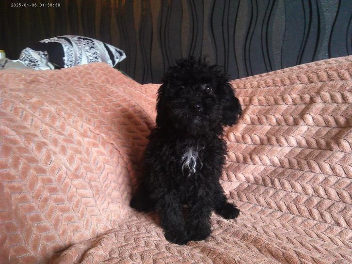 mini labradoodle, Dieren en Toebehoren, Honden | Chihuahua's en Gezelschapshonden, Meerdere dieren, Overige rassen, Particulier