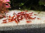 Bloody Mary Neocaridina garnalen, Dieren en Toebehoren, Vissen | Aquariumvissen, Kreeft, Krab of Garnaal