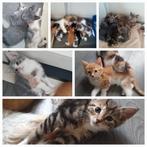 Prachtige, huiselijke x kittens, mogen verhuizen!, Dieren en Toebehoren, Katten en Kittens | Overige Katten, Meerdere dieren