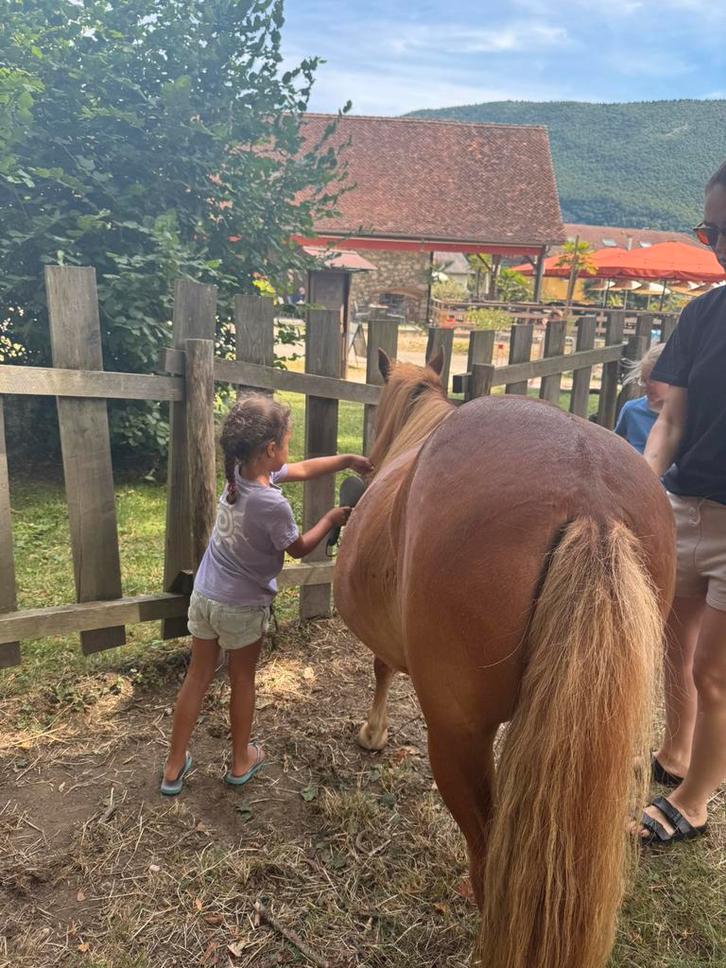 Verzorgpony gezocht, Diensten en Vakmensen, Dieren | Paarden | Verzorging, Oppas en Les, Verzorging of Verzorgpony's