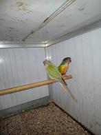 Pyrrhura  te koop, Dieren en Toebehoren, Vogels | Parkieten en Papegaaien, Meerdere dieren, Parkiet