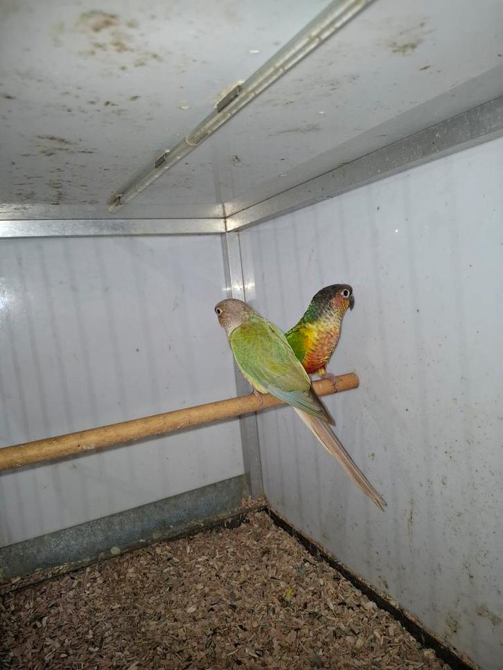 Pyrrhura  te koop, Dieren en Toebehoren, Vogels | Parkieten en Papegaaien, Parkiet, Meerdere dieren