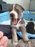 Siberische Husky x Saarlooswolfhond puppys, Dieren en Toebehoren, Honden | Poolhonden, Keeshonden en Oertypen, Poolhond, Meerdere