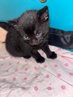 kittens zoeken gouden mandje geboren op 11-07-2025, Poes, Kortharig, 0 tot 2 jaar
