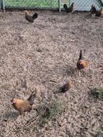 Java kriel patrijs, Dieren en Toebehoren, Pluimvee, Meerdere dieren, Kip