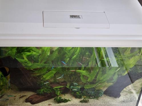 Juwel 60 wit met co2 installatie,  interne filter en led, Dieren en Toebehoren, Vissen | Aquaria en Toebehoren, Zo goed als nieuw