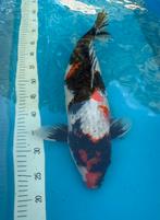 Showa dainichi, Dieren en Toebehoren, Vissen | Vijvervissen, Karper of Koi