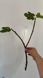 Vijgenboom stek geworteld, Tuin en Terras, Planten | Fruitbomen, Ophalen of Verzenden, 100 tot 250 cm, Vijgenboom