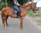 Brave 9 jr E pony 1,55 mtr (recreatie-manege-sport), Dieren en Toebehoren, Pony's, B, Gechipt, 7 tot 10 jaar, Recreatiepony