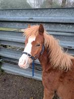 Hengst, Dieren en Toebehoren, Pony's, Hengst, Onbeleerd, A pony (tot 1.17m), 0 tot 2 jaar