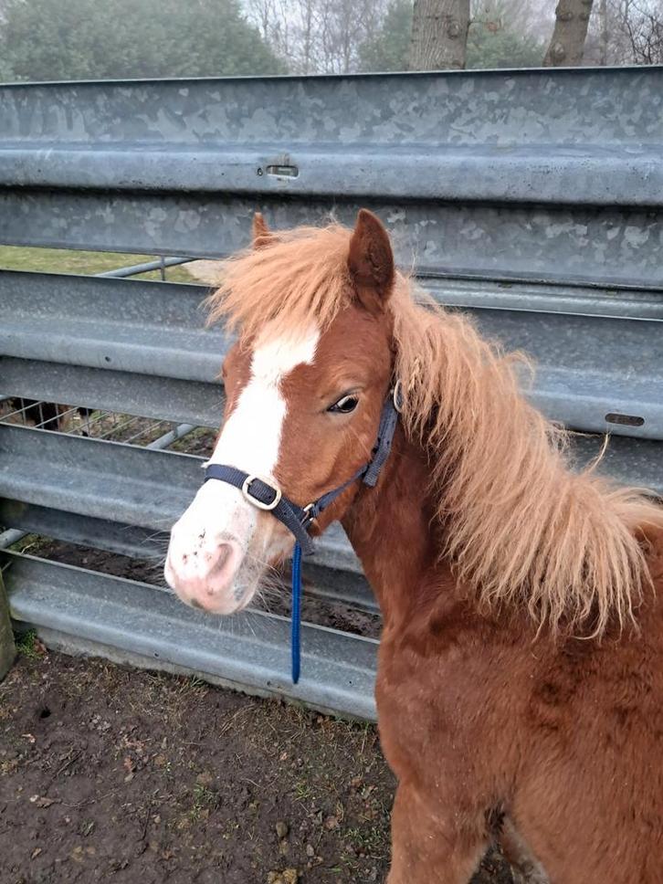 Hengst, Dieren en Toebehoren, Pony's, Hengst, Onbeleerd, A pony (tot 1.17m), 0 tot 2 jaar
