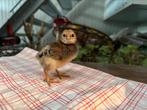 Broedeieren araucana (groenlegger) te koop, Geslacht onbekend, Kip