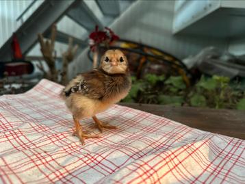Broedeieren araucana (groenlegger) te koop beschikbaar voor biedingen
