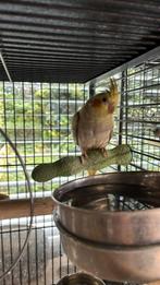 Valkparkiet vrouwtje pop half juli geboren, Dieren en Toebehoren, Vogels | Parkieten en Papegaaien, Vrouwelijk, Parkiet
