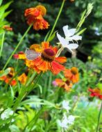 Ecologische tuinplanten & tuinadvies – de Slingertuin, Tuin en Terras, Planten | Tuinplanten, Ophalen, Zomer, Overige soorten