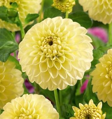 🌼 Biologische dahlia zaden "Yellow Heaven"  te koop 🌼 beschikbaar voor biedingen