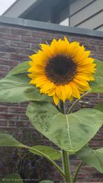 Tuinman aangeboden, Vacatures, Overige vormen