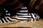 L46 gezocht!!, Dieren en Toebehoren, Vissen | Aquariumvissen, Vis