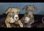 American bully pups classic XL, CDV (hondenziekte), 8 tot 15 weken, Groot, Meerdere