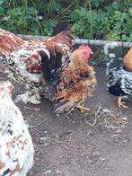 Chabo krulveerhaantje, Dieren en Toebehoren, Pluimvee, Mannelijk, Kip
