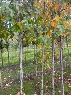 Jonge bomen vanaf €20 met wortel geleverd, Ophalen of Verzenden