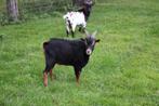 Mooie dwergbok te huur, Dieren en Toebehoren, Schapen, Geiten en Varkens, Mannelijk, Geit