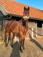 3 jarige merrie MC Laren x Glamourdale, Dieren en Toebehoren, Paarden, Merrie, Dressuurpaard, 3 tot 6 jaar