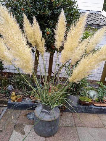pampasgras pampas pluimen beschikbaar voor biedingen