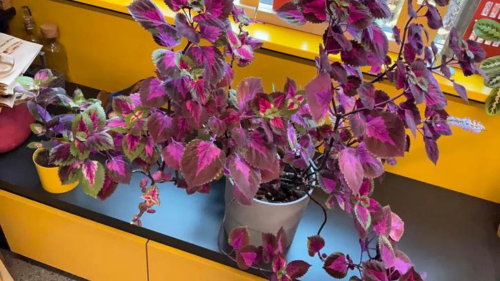 Coleus/siernetel, Huis en Inrichting, Kamerplanten, Minder dan 100 cm, Halfschaduw, Ophalen