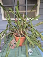 Grote epiphyllum, bladcactus., Ophalen, 200 cm of meer