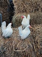 Serama hennetjes wit, Dieren en Toebehoren, Vrouwelijk, Kip