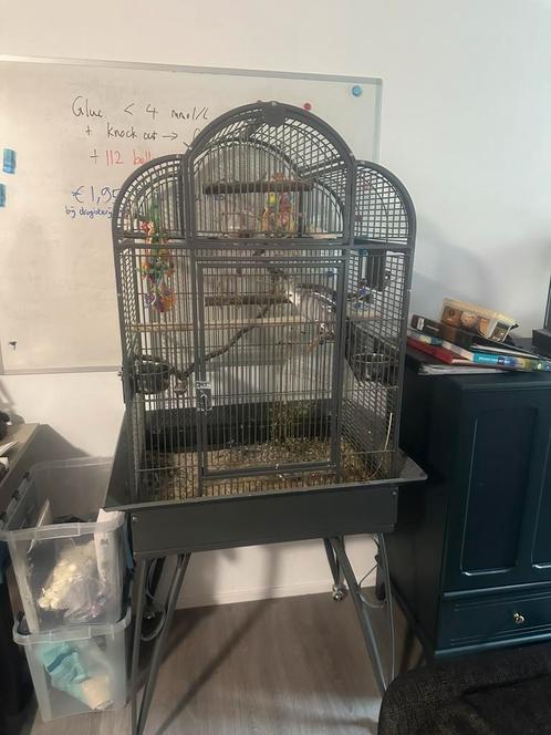 Lieve valkparkiet “Bijela” zoekt een goed thuis, Dieren en Toebehoren, Vogels | Hokken en Kooien, Zo goed als nieuw, Vogelkooi