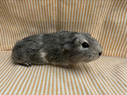 Nog 1 beertje! Is op 🔍 naar een 4-ever 🏡, Dieren en Toebehoren, Knaagdieren, Mannelijk, Cavia, Juni, Tam
