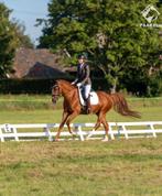 Allround Welsh NWR sportpony te koop, Dieren en Toebehoren, Pony's, E pony (1.48m - 1.57m), Met stamboom, Ruin, L