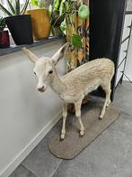 Opgezette jonge ree, taxidermie, Ophalen, Zo goed als nieuw, Opgezet dier