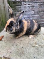 jonge konijnen te koop, Meerdere dieren, Middelgroot, 0 tot 2 jaar