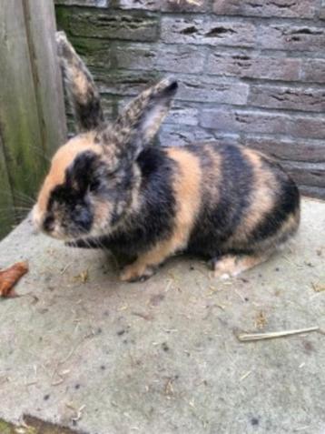 jonge konijnen te koop beschikbaar voor biedingen