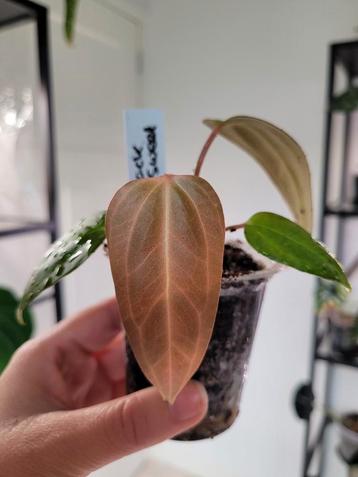 Anthurium black sweet stemcutting beschikbaar voor biedingen