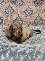 Te koop super lieve kleine ruwharige kanichen teckel puppys, Kaninchen, 8 tot 15 weken, Meerdere, Meerdere dieren