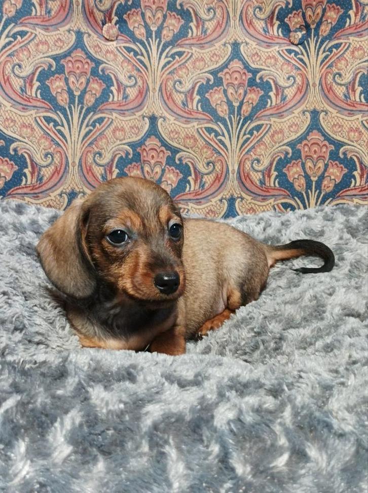 Te koop super lieve kleine ruwharige kanichen teckel puppys, Dieren en Toebehoren, Honden | Teckels en Dashonden, Meerdere dieren