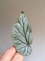 Stekbox begonia met 6 stekken, oa white ice, don miller, Ophalen of Verzenden, Overige soorten, Minder dan 100 cm
