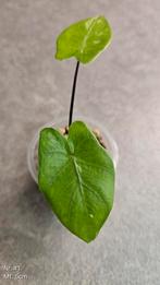 Alocasia Macrorrhiza Black Stem Variegata - diverse maten, Ophalen of Verzenden, Overige soorten, Minder dan 100 cm