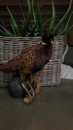 Opgezette fazanten., Verzamelen, Dierenverzamelingen, Ophalen of Verzenden, Zo goed als nieuw, Vogel, Opgezet dier