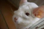 Lief chinchilla meisje zoekt maatje 11-05-2021, Dieren en Toebehoren, Knaagdieren, Mei, Vrouwelijk, Chinchilla